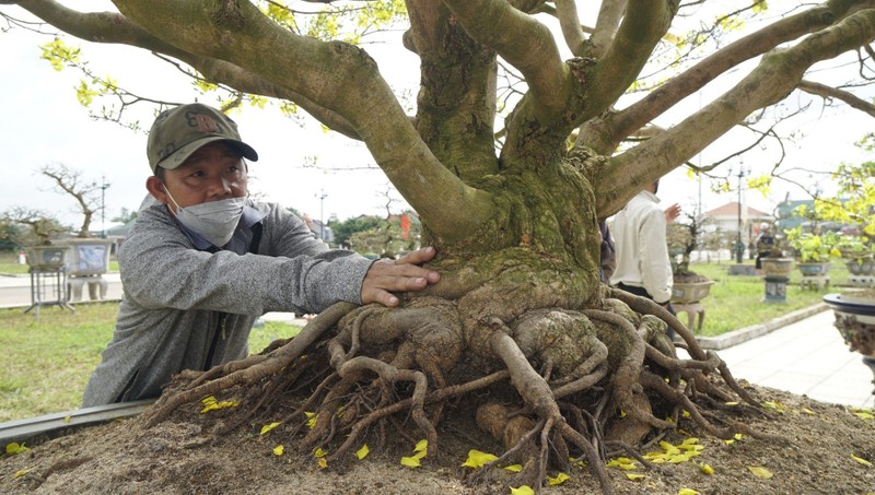 “Doc, la” goc mai vang bonsai don Tet “nhin la thich-Hinh-17