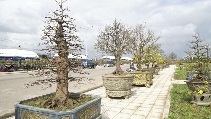 “Doc, la” goc mai vang bonsai don Tet “nhin la thich-Hinh-18