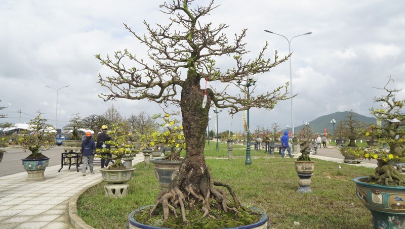 “Doc, la” goc mai vang bonsai don Tet “nhin la thich-Hinh-20
