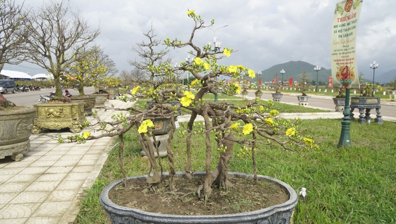 “Doc, la” goc mai vang bonsai don Tet “nhin la thich-Hinh-4