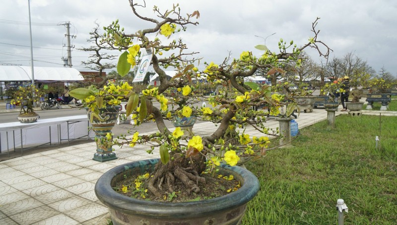 “Doc, la” goc mai vang bonsai don Tet “nhin la thich-Hinh-5