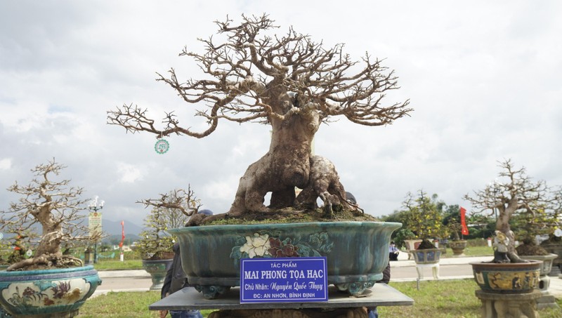 “Doc, la” goc mai vang bonsai don Tet “nhin la thich-Hinh-6