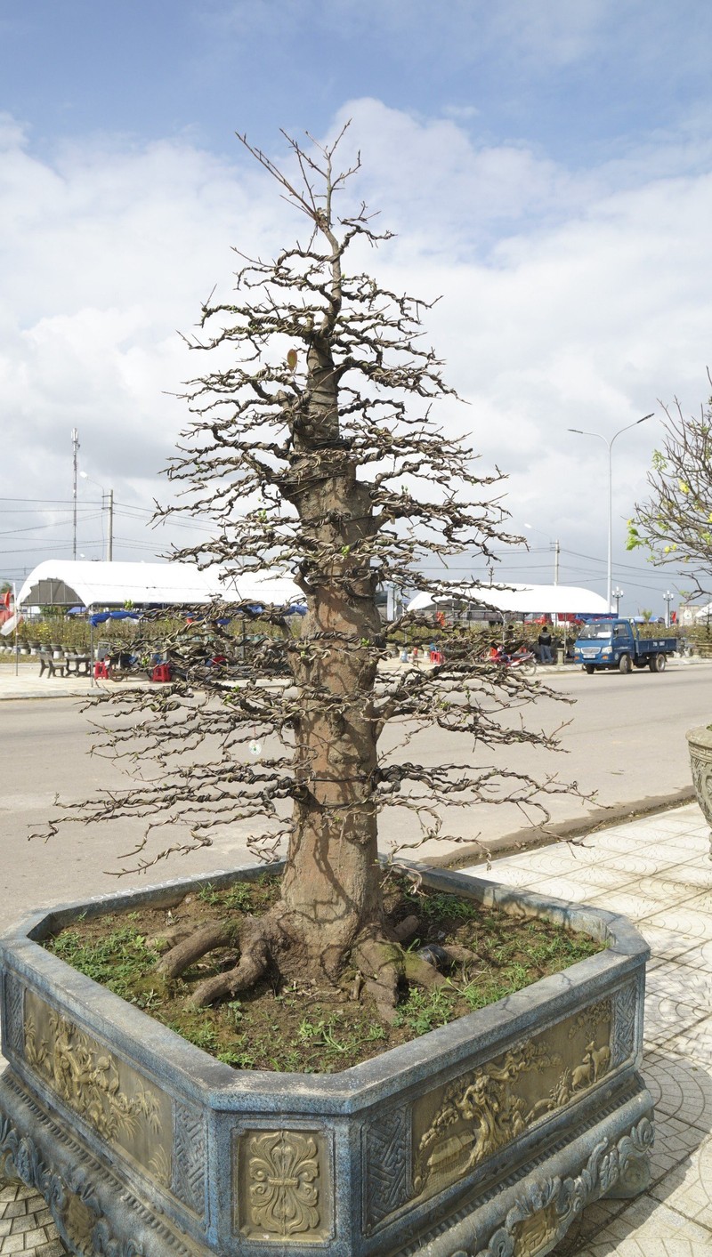 “Doc, la” goc mai vang bonsai don Tet “nhin la thich-Hinh-7