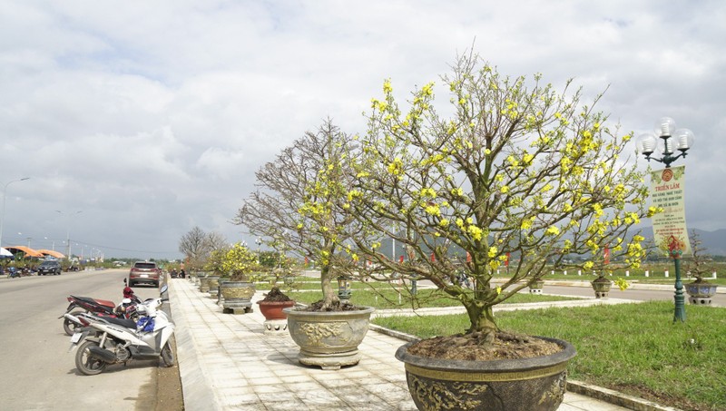 “Doc, la” goc mai vang bonsai don Tet “nhin la thich-Hinh-8