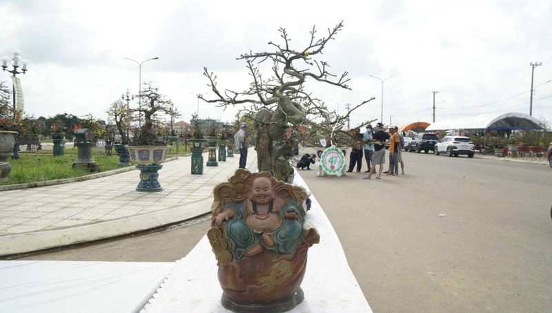 “Doc, la” goc mai vang bonsai don Tet “nhin la thich-Hinh-9