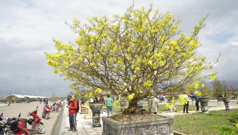https://images.kienthuc.net.vn/zoom/800/uploaded/nguyenvan/2024_01_29/doc-la-goc-mai-vang-bonsai-don-tet-nhin-la-thich.jpeg