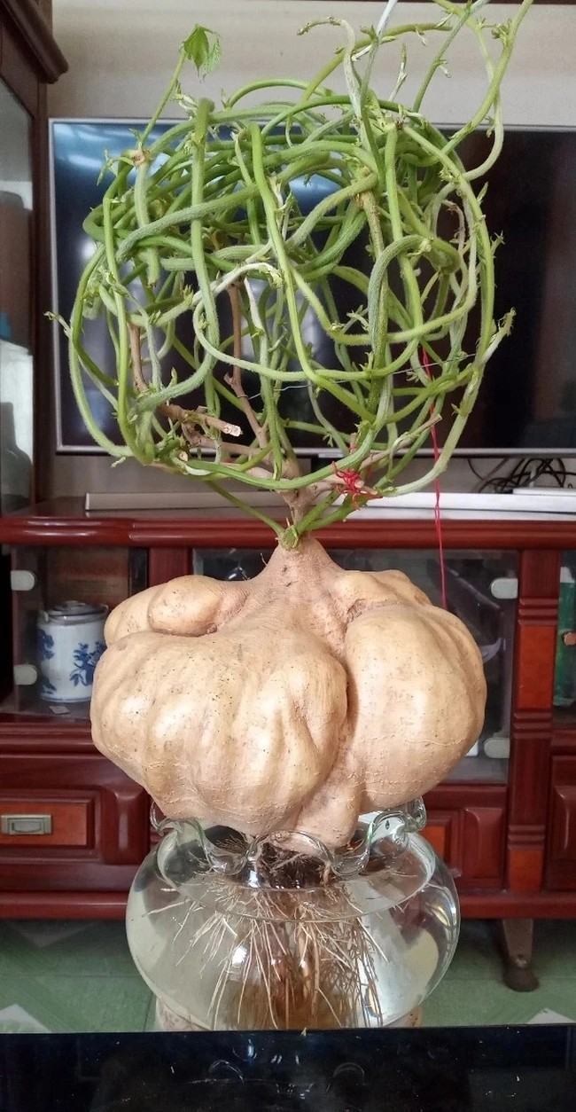 Ngắm củ đậu khổng lồ hút khách chơi Tết ở Hải Dương - Hình 10 Ngam cu dau khong lo hut khach choi Tet o Hai Duong-Hinh-10