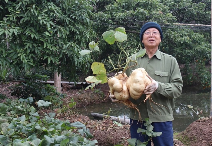 Ngắm củ đậu khổng lồ hút khách chơi Tết ở Hải Dương - Hình 2 Ngam cu dau khong lo hut khach choi Tet o Hai Duong-Hinh-2