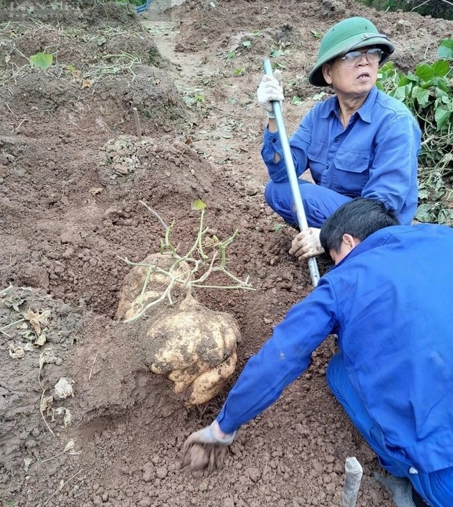 Ngắm củ đậu khổng lồ hút khách chơi Tết ở Hải Dương - Hình 3 Ngam cu dau khong lo hut khach choi Tet o Hai Duong-Hinh-3