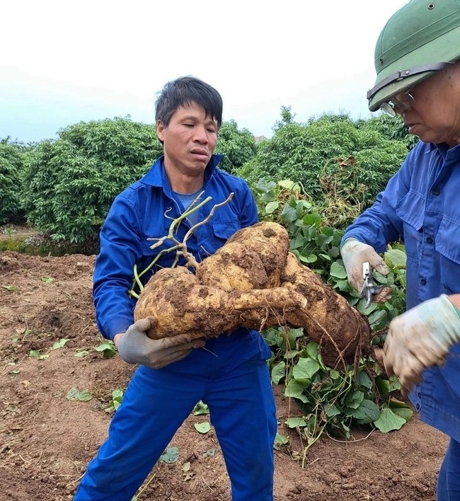Ngắm củ đậu khổng lồ hút khách chơi Tết ở Hải Dương - Hình 5 Ngam cu dau khong lo hut khach choi Tet o Hai Duong-Hinh-5