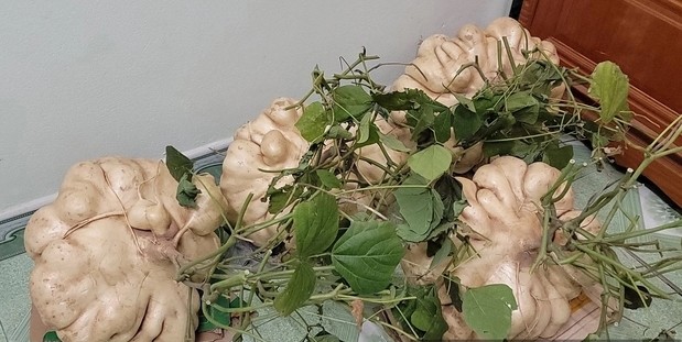 Ngắm củ đậu khổng lồ hút khách chơi Tết ở Hải Dương - Hình 7 Ngam cu dau khong lo hut khach choi Tet o Hai Duong-Hinh-7