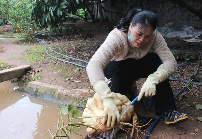 Ngắm củ đậu khổng lồ hút khách chơi Tết ở Hải Dương - Hình 8 Ngam cu dau khong lo hut khach choi Tet o Hai Duong-Hinh-8