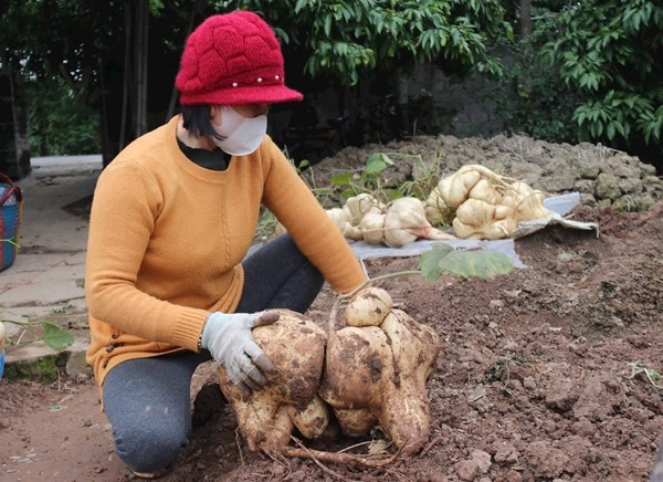 Ngắm củ đậu khổng lồ hút khách chơi Tết ở Hải Dương - Hình 9 Ngam cu dau khong lo hut khach choi Tet o Hai Duong-Hinh-9
