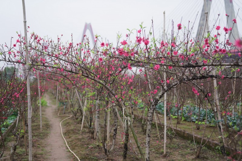 Ghe tham vuon dao Nhat Tan nhon nhip ngay can Tet-Hinh-8