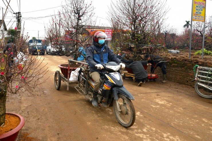 Kiem tien trieu moi ngay nho van chuyen dao, cay canh dip Tet-Hinh-11