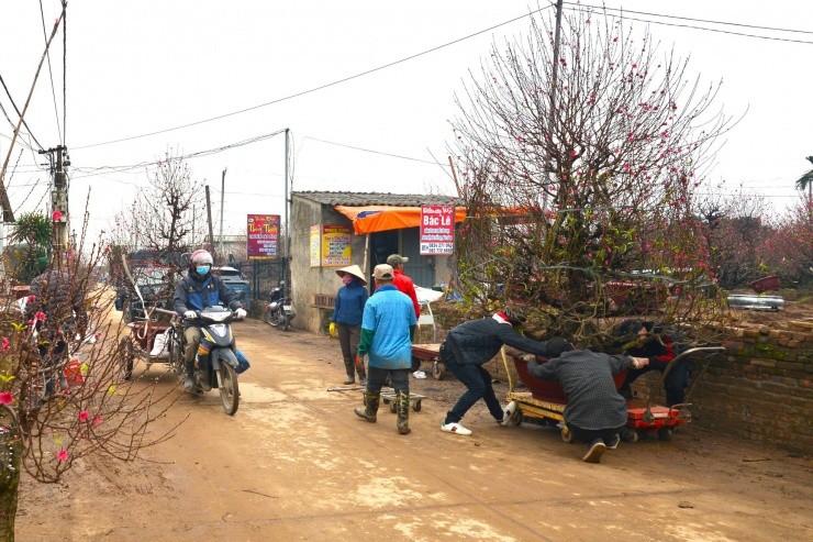 Kiem tien trieu moi ngay nho van chuyen dao, cay canh dip Tet-Hinh-12