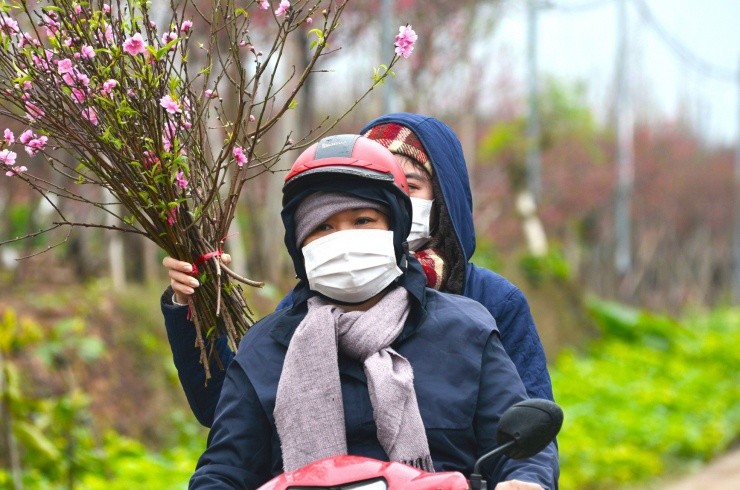 Kiem tien trieu moi ngay nho van chuyen dao, cay canh dip Tet-Hinh-14