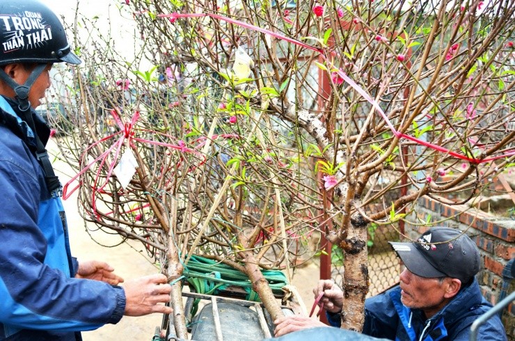 Kiem tien trieu moi ngay nho van chuyen dao, cay canh dip Tet-Hinh-4