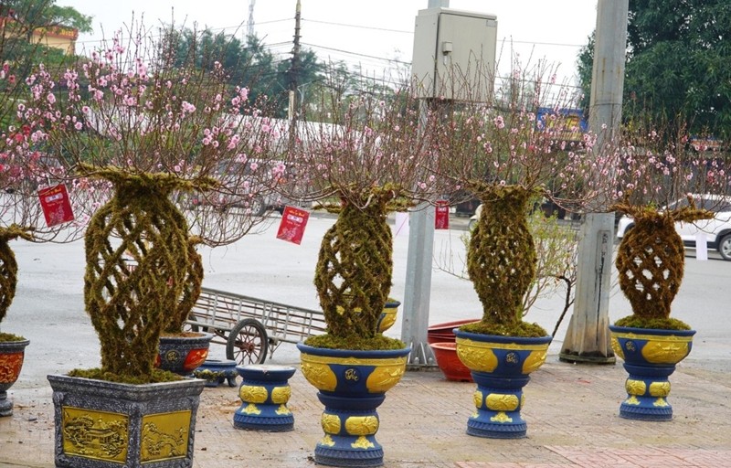 Ngắm đào lộc bình độc lạ “cháy hàng” dịp Tết Giáp Thìn 2024 - Hình 10 Ngam dao loc binh doc la “chay hang” dip Tet Giap Thin 2024-Hinh-10