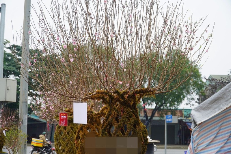 Ngắm đào lộc bình độc lạ “cháy hàng” dịp Tết Giáp Thìn 2024 - Hình 11 Ngam dao loc binh doc la “chay hang” dip Tet Giap Thin 2024-Hinh-11