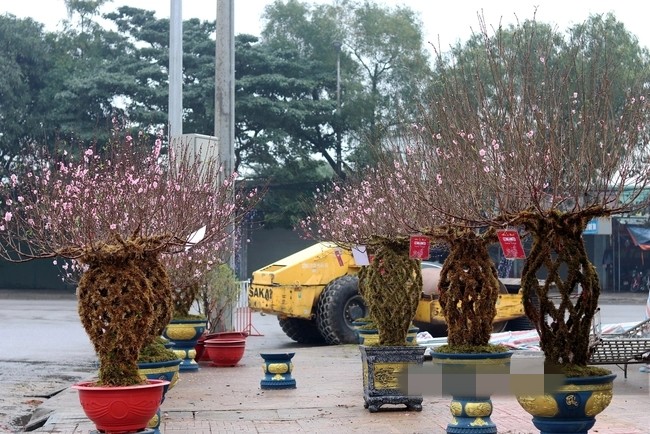Ngắm đào lộc bình độc lạ “cháy hàng” dịp Tết Giáp Thìn 2024 - Hình 7 Ngam dao loc binh doc la “chay hang” dip Tet Giap Thin 2024-Hinh-7