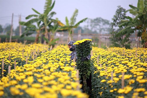 Nhon nhip nhung cho hoa Tet nuc tieng Ha thanh-Hinh-10