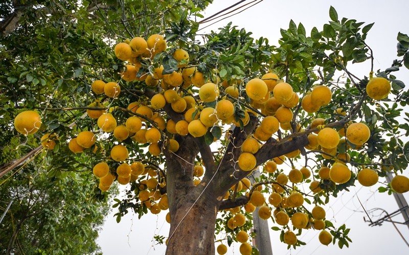 Ngam loat bonsai triu qua choi Tet dep me man-Hinh-10