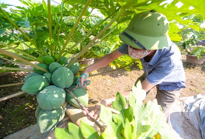 Ngam loat bonsai triu qua choi Tet dep me man-Hinh-2