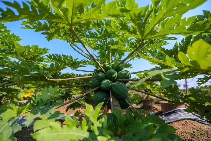 Ngam loat bonsai triu qua choi Tet dep me man-Hinh-4