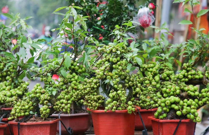 Ngam loat bonsai triu qua choi Tet dep me man-Hinh-5