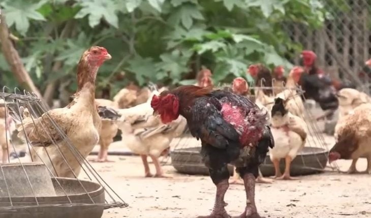 Bật mí loại gà đặc sản ít người biết nhưng “cháy” hàng dịp Tết - Hình 5 Bat mi loai ga dac san it nguoi biet nhung “chay” hang dip Tet-Hinh-5