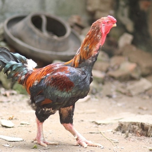 Bật mí loại gà đặc sản ít người biết nhưng “cháy” hàng dịp Tết - Hình 7 Bat mi loai ga dac san it nguoi biet nhung “chay” hang dip Tet-Hinh-7