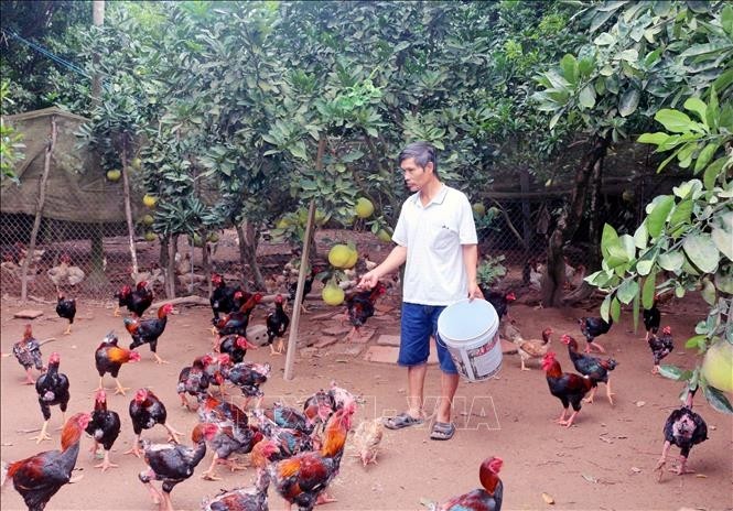 Bật mí loại gà đặc sản ít người biết nhưng “cháy” hàng dịp Tết - Hình 8 Bat mi loai ga dac san it nguoi biet nhung “chay” hang dip Tet-Hinh-8