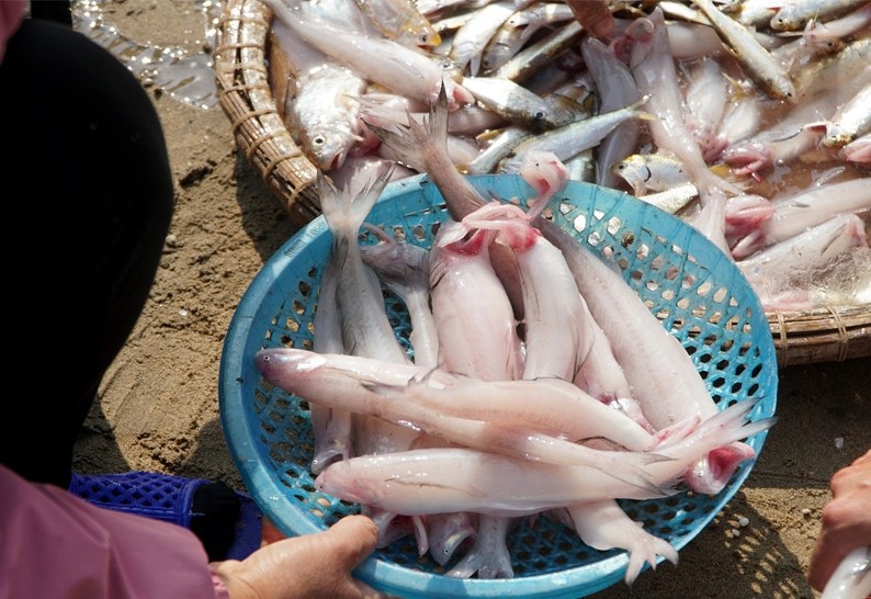 Bat ngo loai ca xua lon an nay trieu dong/kg khach tranh nhau mua