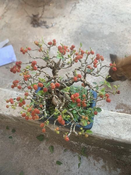 Ngam bonsai dau tam vai chuc trieu khien nguoi choi “moc vi“-Hinh-7