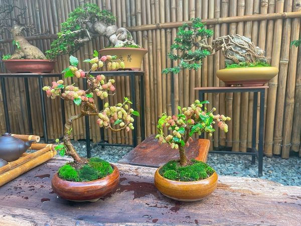 Ngam bonsai dau tam vai chuc trieu khien nguoi choi “moc vi“