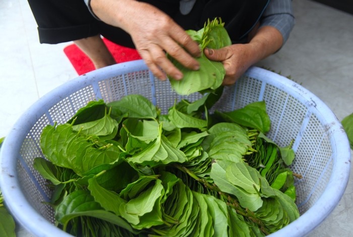 3 loai cay moi tay “dem la thu tien” cua nong dan Viet-Hinh-9