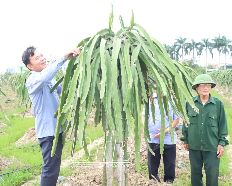 Nuoi loai chim khong lo, ong nong dan Thai Binh tu tra luong cao-Hinh-2