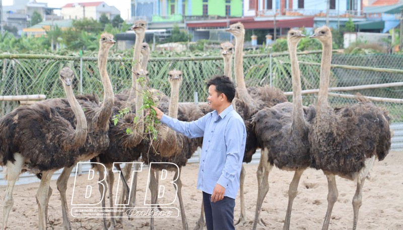 Nuoi loai chim khong lo, ong nong dan Thai Binh tu tra luong cao