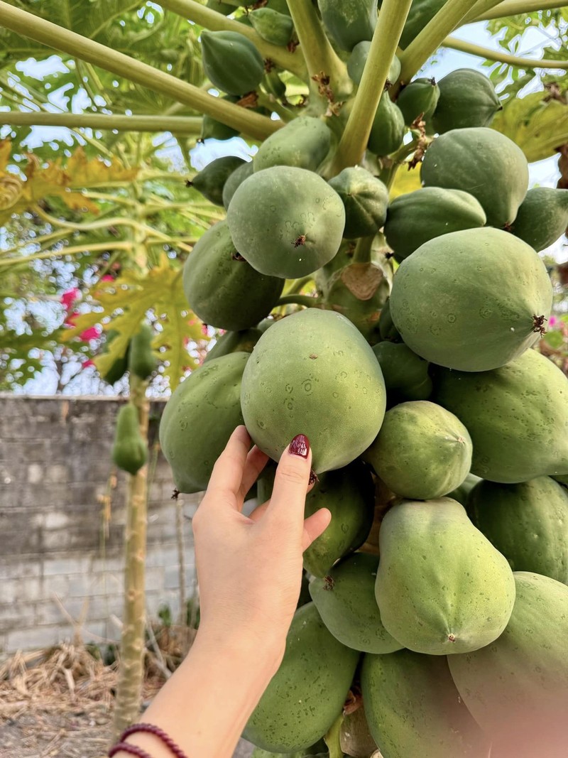 Khu vuon xanh muot “di moi chan khong het” cua My Tam-Hinh-4