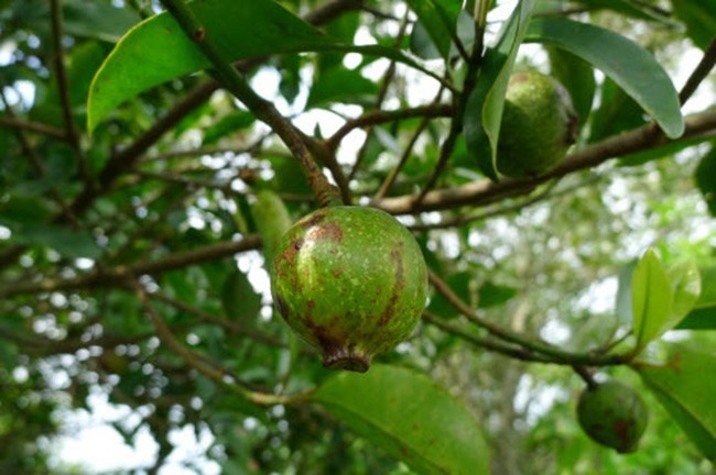 3 loai qua xua “rung day goc” gio thanh dac san “dat nhu vang“-Hinh-8