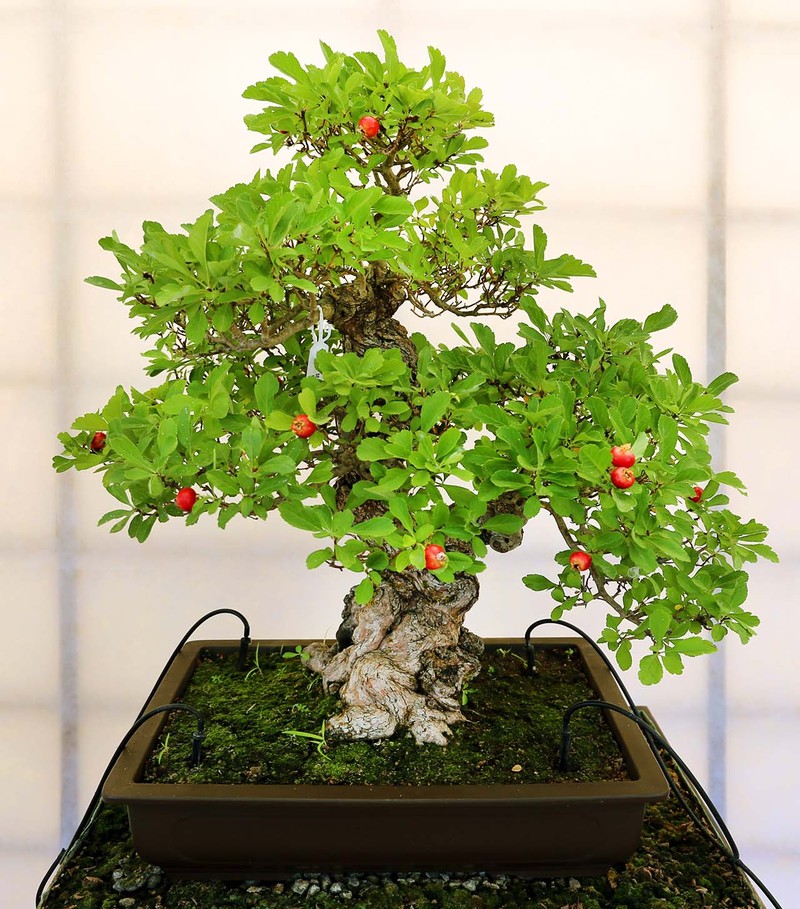 Chiem nguong loat bonsai doc dao, dep den say long-Hinh-3