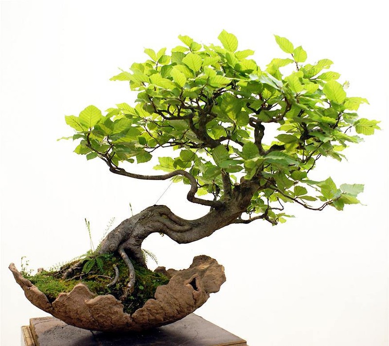 Chiem nguong loat bonsai doc dao, dep den say long-Hinh-5