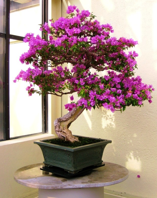 Chiem nguong loat bonsai doc dao, dep den say long-Hinh-6