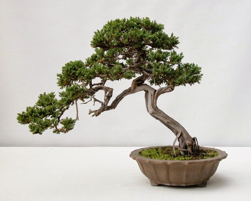 Chiem nguong loat bonsai doc dao, dep den say long-Hinh-7