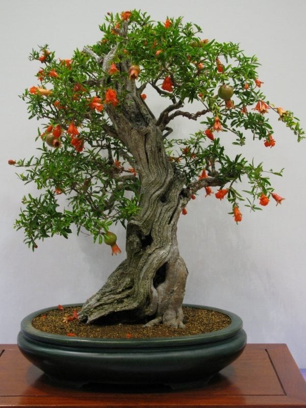 Chiem nguong loat bonsai doc dao, dep den say long-Hinh-8