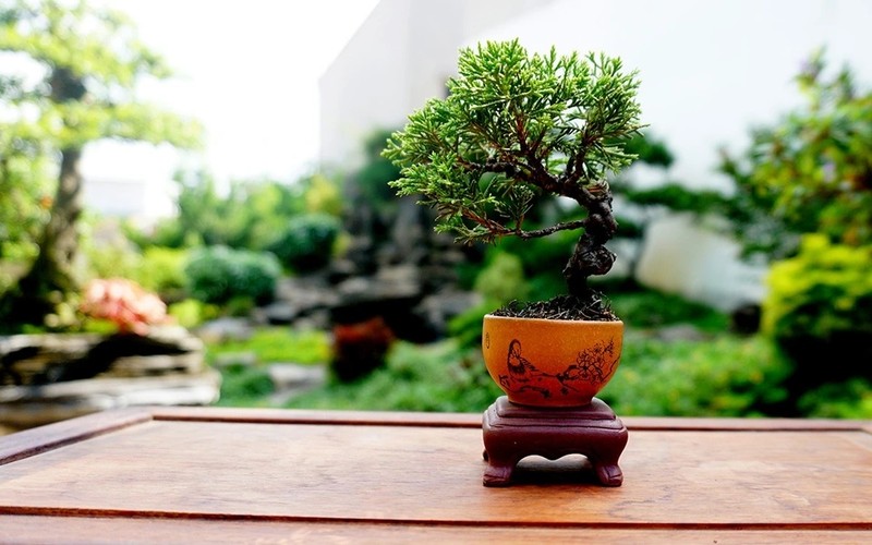 Ngam bonsai sieu ti hon khien nguoi choi “say dam“-Hinh-10
