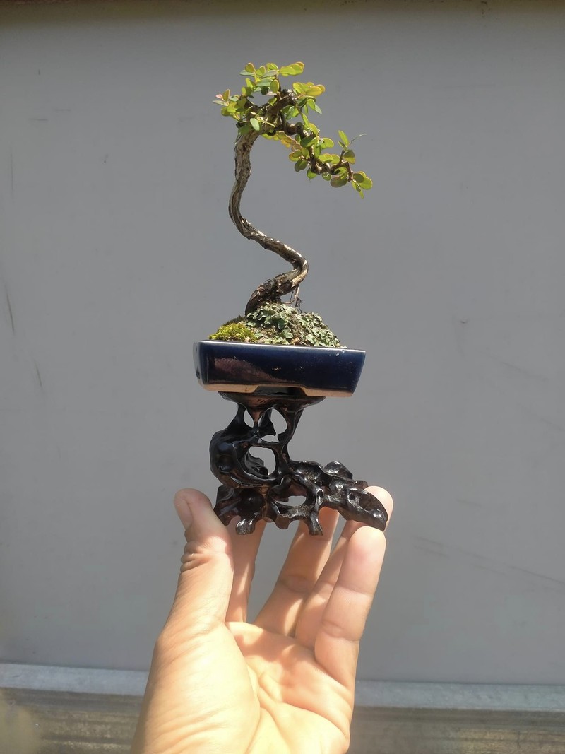 Ngam bonsai sieu ti hon khien nguoi choi “say dam“-Hinh-6