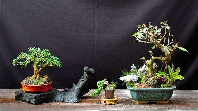 Ngam bonsai sieu ti hon khien nguoi choi “say dam“-Hinh-8