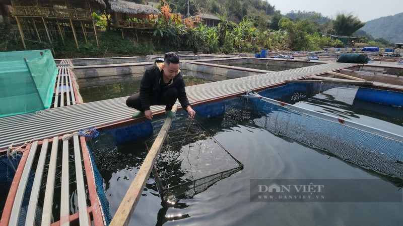 Nuoi ca dac san, 9X Lai Chau bat ban thu gan 1 ty/nam-Hinh-2